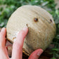 Antique Chinese Stoneware 3" Rustic Ginger Jar